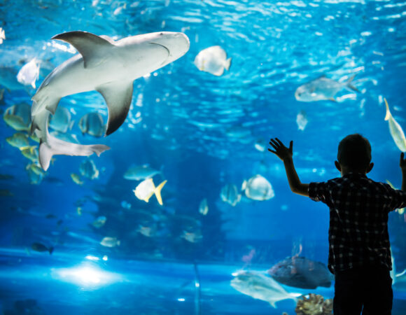 Dubai Aquarium and Underwater Zoo