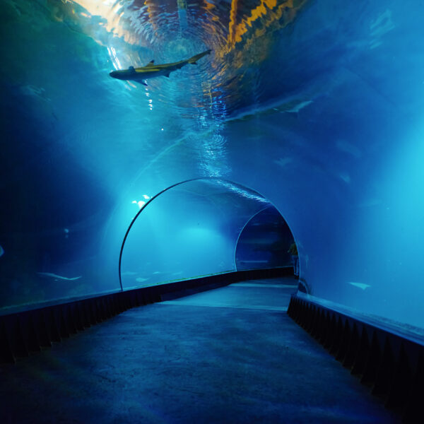 Dubai Aquarium and Underwater Zoo
